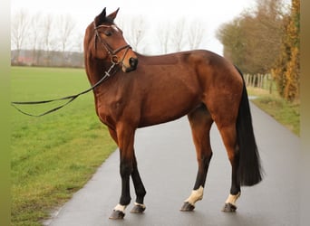 Caballo de salto Oldenburgo, Yegua, 7 años, 168 cm, Castaño