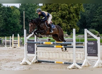 Caballo de salto Oldenburgo, Yegua, 7 años, 168 cm, Castaño oscuro