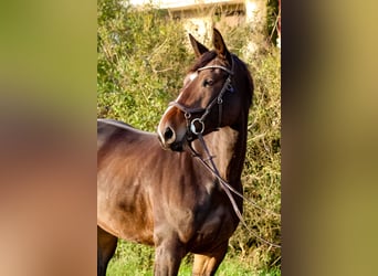 Caballo de salto Oldenburgo, Yegua, 7 años, 168 cm, Castaño oscuro