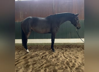 Caballo de salto Oldenburgo, Yegua, 7 años, 168 cm, Castaño oscuro