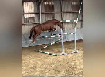 Caballo de salto Oldenburgo, Yegua, 7 años, 169 cm, Alazán