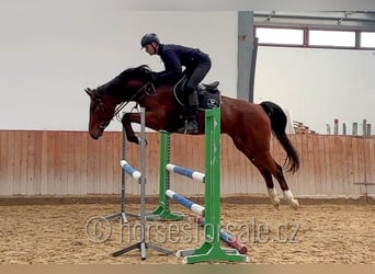 Caballo de salto Oldenburgo, Yegua, 7 años, 171 cm, Castaño