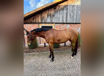 Caballo de salto Oldenburgo, Yegua, 7 años, 172 cm, Castaño