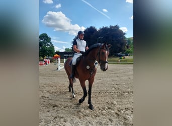 Caballo de salto Oldenburgo, Yegua, 7 años, 172 cm, Castaño oscuro
