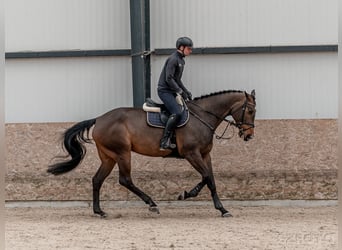 Caballo de salto Oldenburgo, Yegua, 7 años, 175 cm, Castaño rojizo