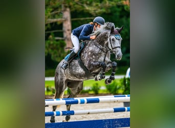 Caballo de salto Oldenburgo, Yegua, 7 años, 175 cm, Tordo