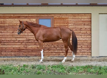 Caballo de salto Oldenburgo, Yegua, 7 años, 178 cm, Alazán