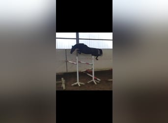Caballo de salto Oldenburgo, Yegua, 8 años, 157 cm, Negro