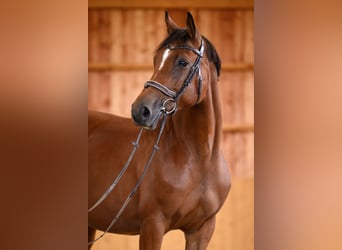 Caballo de salto Oldenburgo, Yegua, 8 años, 162 cm, Castaño