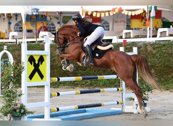 Caballo de salto Oldenburgo, Yegua, 8 años, 163 cm, Alazán