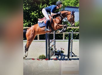 Caballo de salto Oldenburgo, Yegua, 8 años, 164 cm, Castaño