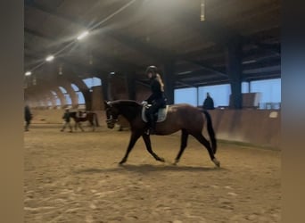 Caballo de salto Oldenburgo, Yegua, 8 años, 165 cm, Castaño