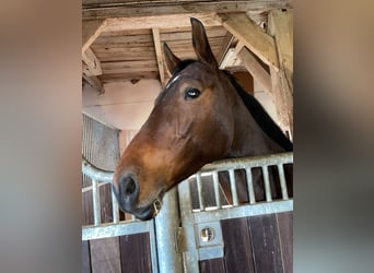 Caballo de salto Oldenburgo, Yegua, 8 años, 165 cm, Castaño