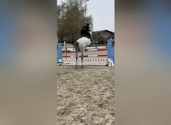 Caballo de salto Oldenburgo, Yegua, 8 años, 165 cm, White/Blanco