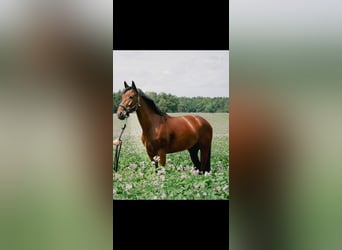 Caballo de salto Oldenburgo, Yegua, 8 años, 166 cm, Castaño