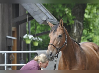 Caballo de salto Oldenburgo, Yegua, 8 años, 166 cm, Castaño