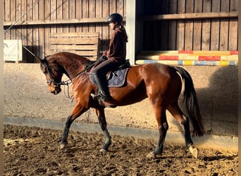 Caballo de salto Oldenburgo, Yegua, 8 años, 166 cm, Castaño