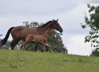 Caballo de salto Oldenburgo, Yegua, 8 años, 166 cm, Castaño