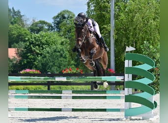 Caballo de salto Oldenburgo, Yegua, 8 años, 167 cm, Castaño oscuro