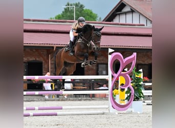 Caballo de salto Oldenburgo, Yegua, 8 años, 167 cm, Castaño oscuro