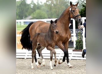 Caballo de salto Oldenburgo, Yegua, 8 años, 168 cm, Castaño