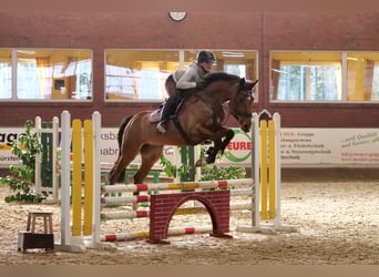 Caballo de salto Oldenburgo, Yegua, 8 años, 168 cm, Castaño