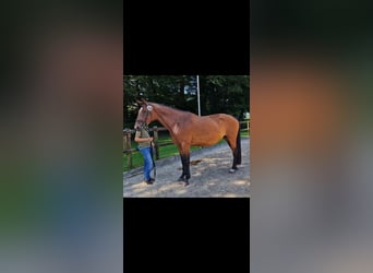 Caballo de salto Oldenburgo, Yegua, 8 años, 168 cm, Castaño