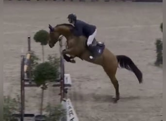 Caballo de salto Oldenburgo, Yegua, 8 años, 168 cm, Castaño