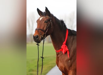 Caballo de salto Oldenburgo, Yegua, 8 años, 168 cm, Castaño