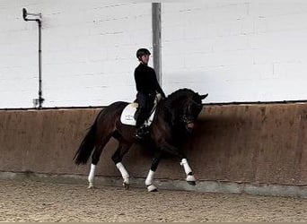 Caballo de salto Oldenburgo, Yegua, 8 años, 168 cm, Castaño oscuro