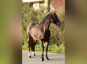 Caballo de salto Oldenburgo, Yegua, 8 años, 168 cm, Castaño oscuro