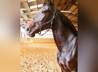 Caballo de salto Oldenburgo, Yegua, 8 años, 168 cm, Castaño oscuro