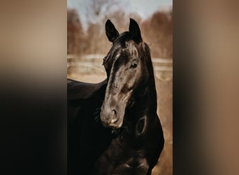 Caballo de salto Oldenburgo, Yegua, 8 años, 168 cm, Negro