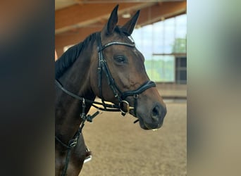 Caballo de salto Oldenburgo, Yegua, 8 años, 170 cm, Castaño