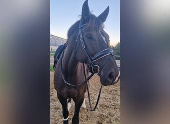 Caballo de salto Oldenburgo, Yegua, 8 años, 175 cm, Morcillo