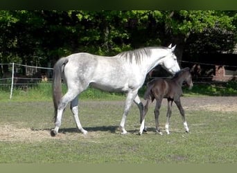 Caballo de salto Oldenburgo, Yegua, 9 años, 163 cm, Tordo