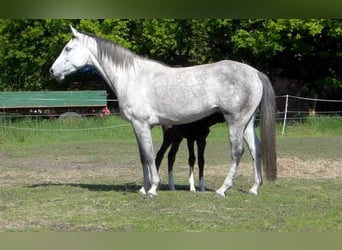 Caballo de salto Oldenburgo, Yegua, 9 años, 163 cm, Tordo