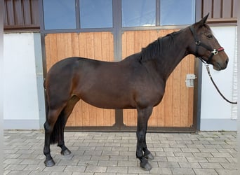 Caballo de salto Oldenburgo, Yegua, 9 años, 165 cm, Castaño oscuro