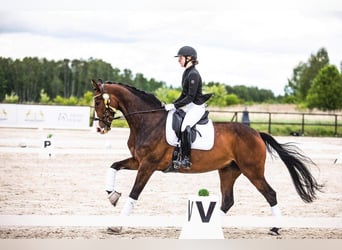 Caballo de salto Oldenburgo, Yegua, 9 años, 167 cm, Castaño oscuro