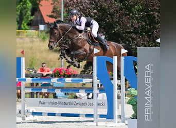 Caballo de salto Oldenburgo, Yegua, 9 años, 167 cm, Castaño oscuro