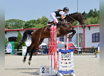 Caballo de salto Oldenburgo, Yegua, 9 años, 167 cm, Castaño oscuro