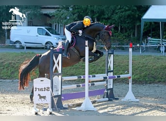 Caballo de salto Oldenburgo, Yegua, 9 años, 167 cm, Morcillo