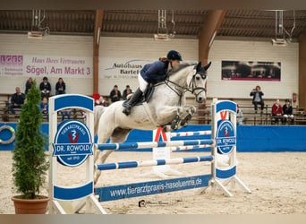 Caballo de salto Oldenburgo, Yegua, 9 años, 167 cm, Tordo