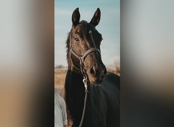 Caballo de salto Oldenburgo, Yegua, 9 años, 168 cm, Negro