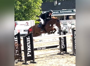 Caballo de salto Oldenburgo, Yegua, 9 años, 170 cm, Alazán