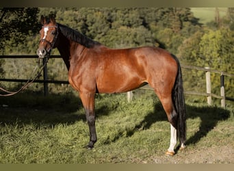 Caballo de salto Oldenburgo, Yegua, 9 años, 170 cm, Castaño