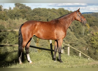 Caballo de salto Oldenburgo, Yegua, 9 años, 170 cm, Castaño