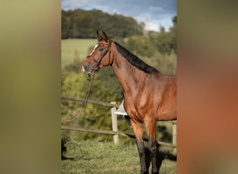 Caballo de salto Oldenburgo, Yegua, 9 años, 170 cm, Castaño