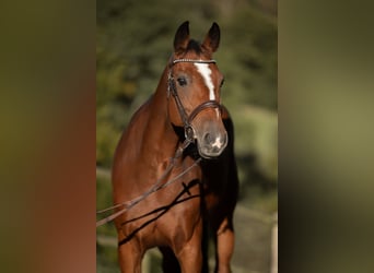 Caballo de salto Oldenburgo, Yegua, 9 años, 170 cm, Castaño