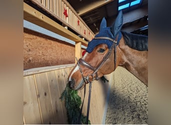 Caballo de salto Oldenburgo, Yegua, 9 años, 172 cm, Castaño